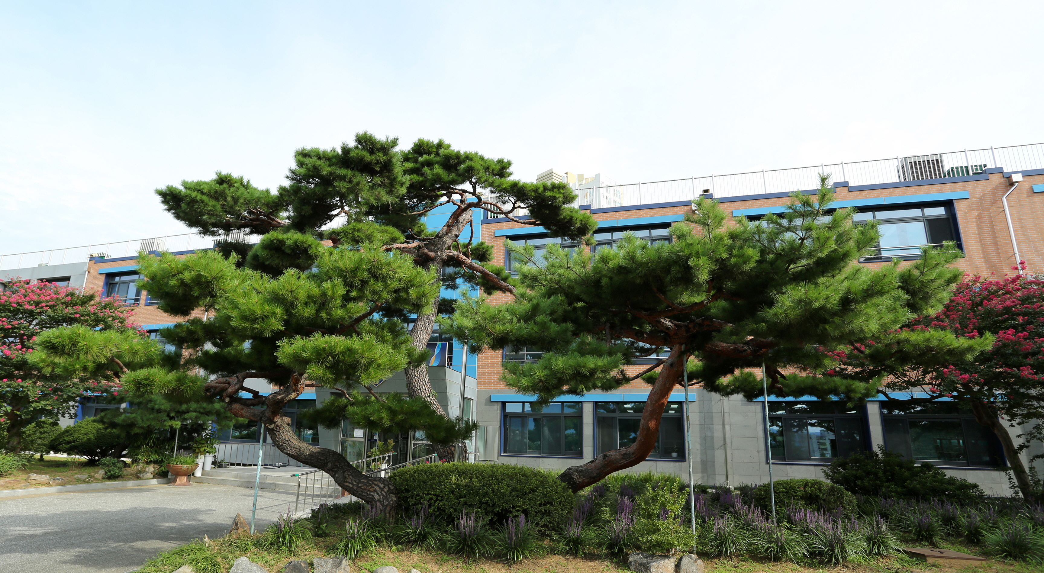 사본 -교목.jpg